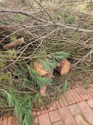 Madera de pino para leña