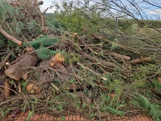 Madera de pino para leña