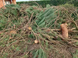 Madera de pino para leña