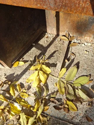 Chimenea de forja negra y dorada