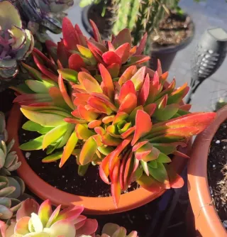 Suculenta Crassula Capitella Campfire