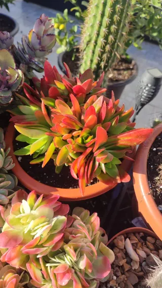 Suculenta Crassula Capitella Campfire