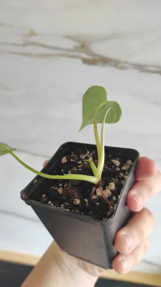 Philodendron Mamei Crawler