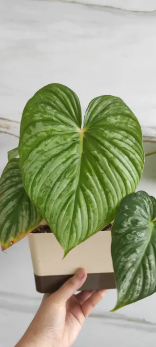 Philodendron Mamei Crawler