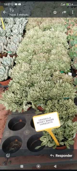Crassula Money Maker Variegata