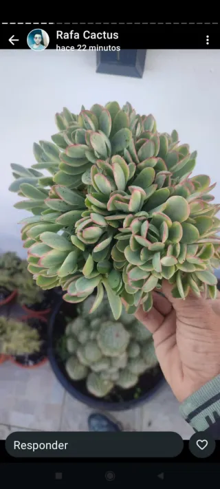 Crassula Money Maker Variegata