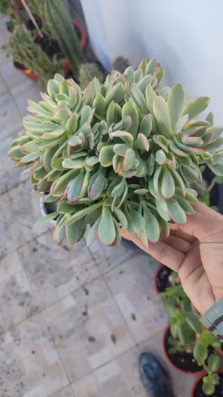 Crassula Money Maker Variegata