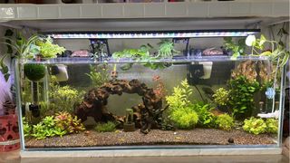 Acuario 60L, hecho a medida