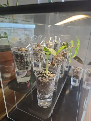 Copo para propagação de Alocasia