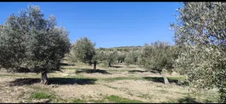 Finca de olivos en Baena, Córdoba