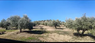 Finca de olivos en Baena, Córdoba
