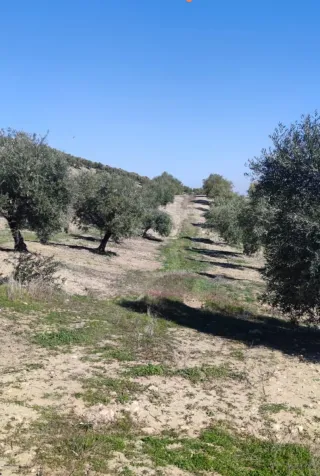Finca de olivos en Baena, Córdoba