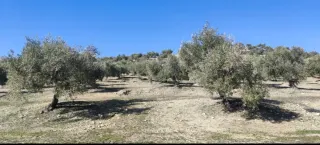 Finca de olivos en Baena, Córdoba