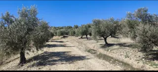 Finca de olivos en Baena, Córdoba