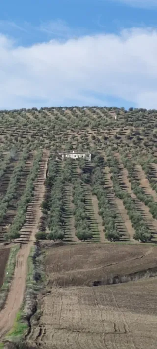 Finca de olivos en Baena, Córdoba