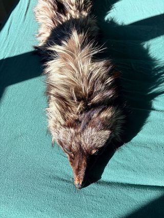 Bufanda auténtica de Zorro plateado