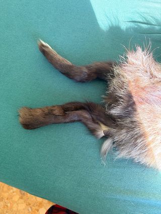 Bufanda auténtica de Zorro plateado