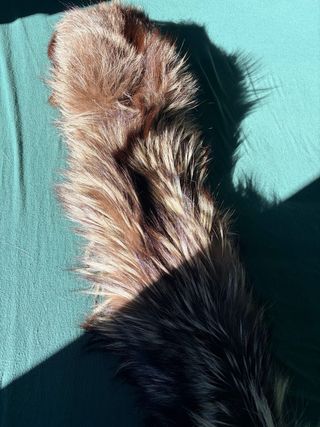 Bufanda auténtica de Zorro plateado