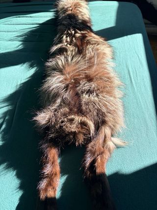 Bufanda auténtica de Zorro plateado