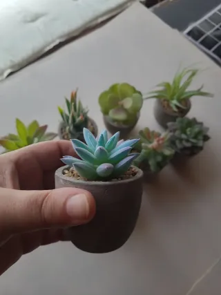 Mini Suculentas Artificiales (Set de 8)