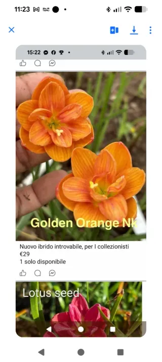 Zephyranthes x Francisco