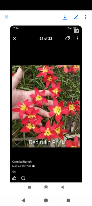 Zephyranthes x Francisco