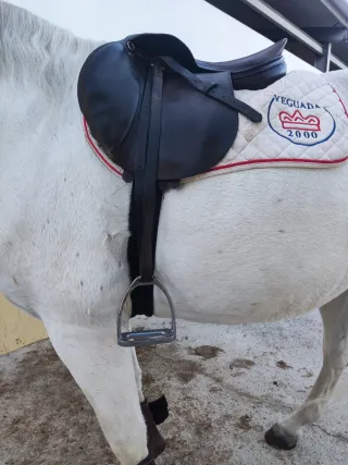 Silla de salto Zaldi 19"