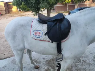 Silla de salto Zaldi 19"