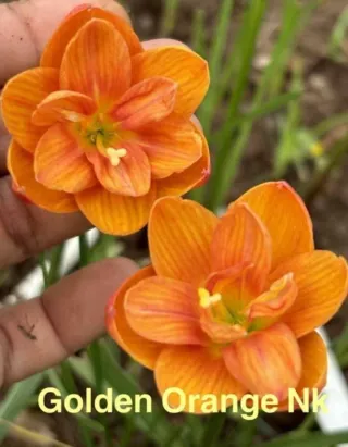 Zephyranthes Golden Orange NK