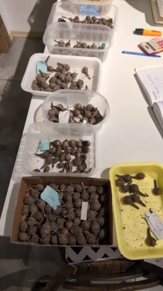 Zephyranthes Golden Orange NK