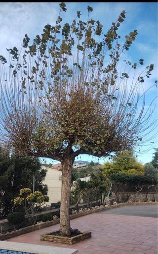 Servicios tala y poda de arboles