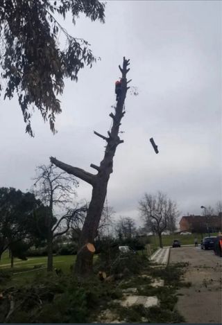 Servicios tala y poda de arboles