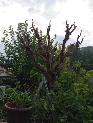 Jardinero de todo tipo de poda arboles y setos