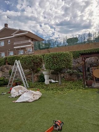 Jardinero de todo tipo de poda arboles y setos