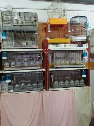 Gabbie di allevamento complete con nidi