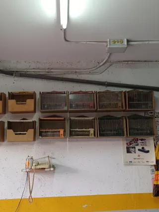 Gabbie di allevamento complete con nidi