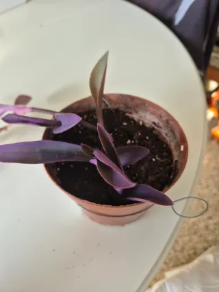Planta Morada