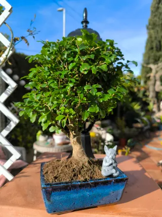 Bonsái Ligustrum con decoración. 10 años.
