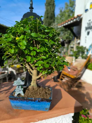 Bonsái Ligustrum con decoración. 10 años.