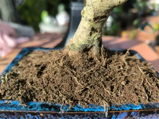 Bonsái Ligustrum con decoración. 10 años.