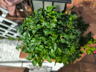 Bonsái Ligustrum con decoración. 10 años.