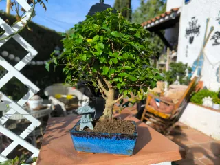 Bonsái Ligustrum con decoración. 10 años.