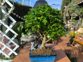 Bonsái Ligustrum con decoración. 10 años.