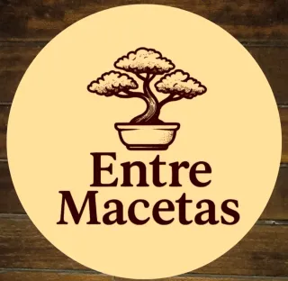 Bonsái Ligustrum con decoración. 10 años.