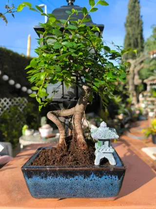 Bonsái Zelkova con decoración. 8 años.