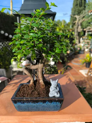 Bonsái Zelkova con decoración. 8 años.