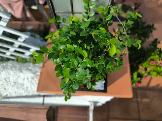 Bonsái Zelkova con decoración. 8 años.