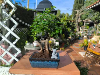 Bonsái Zelkova con decoración. 8 años.