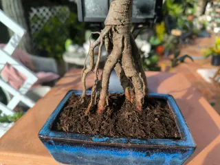 Bonsái Zelkova con decoración