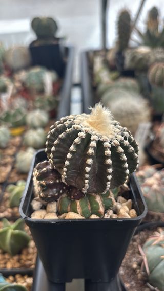 Discocactus horstii cactus